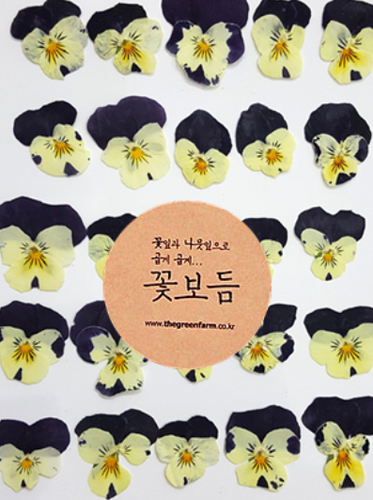 꽃보듬 압화-비올라(팬지꽃)아이보리+진보라