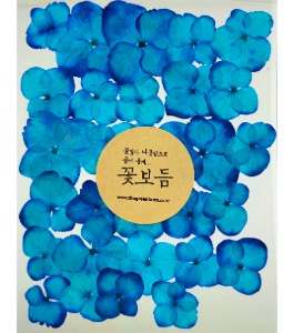 꽃보듬-수국(파랑)