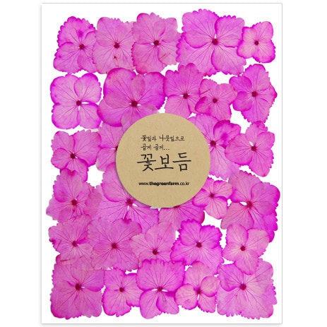 꽃보듬 압화-수국(핑크)