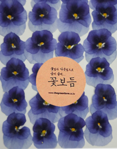 꽃보듬 압화-비올라(팬지꽃) 그라데이션