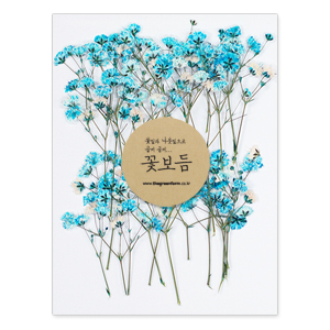 꽃보듬-안개꽃(블루)