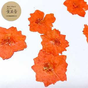 꽃보듬-락스퍼(오렌지)